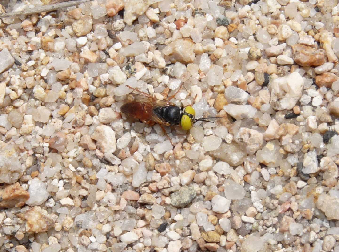 Occhioni di zolfo: Tachysphex incertus rufiventralis